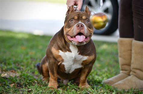 Check out these gorgeous micro/pocket american bully puppies from king v's most recent litter ( tlb/venomline's king v x nmgs faith) louis v line's venom. THE FLASHY TRI COLOR AMERICAN BULLY PUPPIES OF VENOMLINE ...