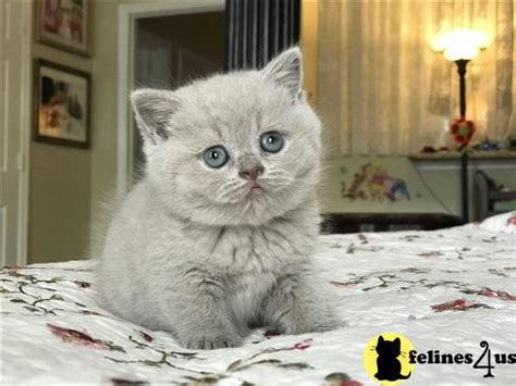 British Shorthair Kitten For Sale British Shorthair Lilac Girl Kitten