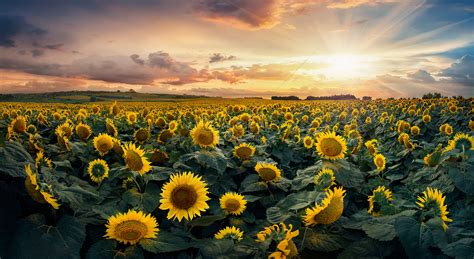 The Beauty Of The Sky And The Sunflower Sea Picture And Hd Photos