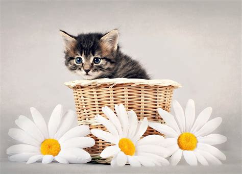 Kitten Yellow Cat Animal Cute Basket Flower White Litten Daisy