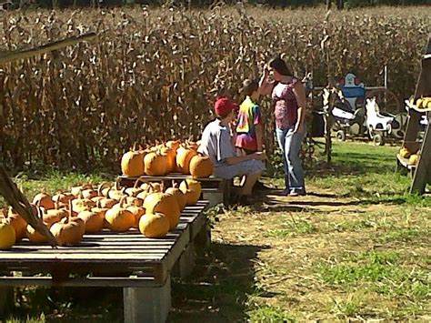 Country Days Corn Maze | Fall fun, Outdoor, Corn maze