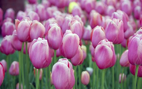 Best Image Of Tulips Desktop Wallpaper Of Purple Buds Imagebankbiz