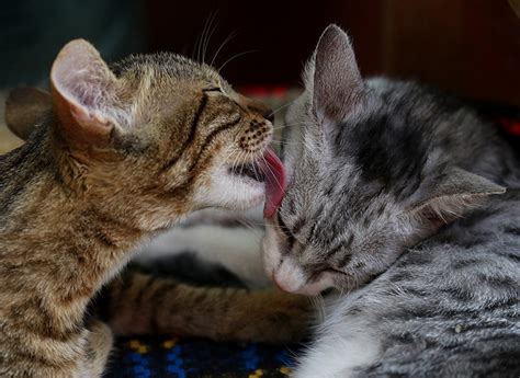 Why Do Cats Lick Each Other 3 Reasons For This Behavior Excited Cats