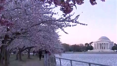 Watch Washington Dc Cherry Blossoms In Full Bloom Wwmt