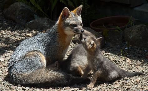 Mendonoma Sightings Two Charming Photos Of Gray Foxes With Kits By