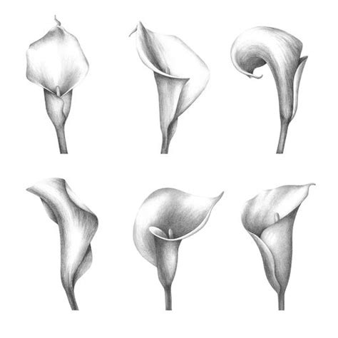 Six Different Types Of Calla Lilies Drawn In Pencil On A White Paper