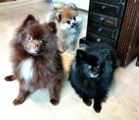 My 💜💙💛 Multi Colored Pomeraians Pomeranians Pup Multi Dogs Color