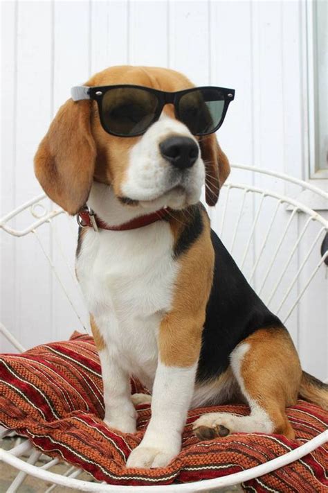 Resultado De Imagen Para Beagle Bebe Tumblr Cute Dogs Dogs Loyal