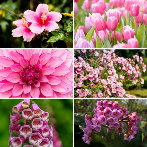 Browse our list of pink flowers to grow, below. 32 Gorgeous Pink Perennial Flowers That Will Bloom Forever