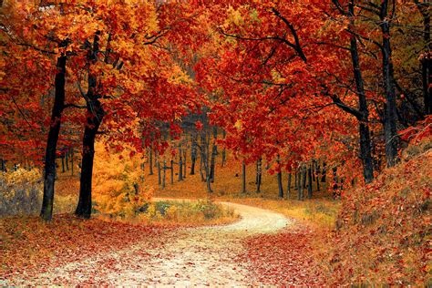 November special autumn scene - Hollow Trees