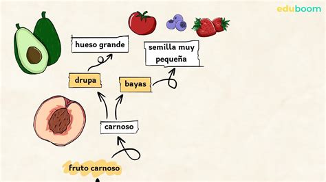 La Flor Y El Fruto Biologia 1 Secundaria