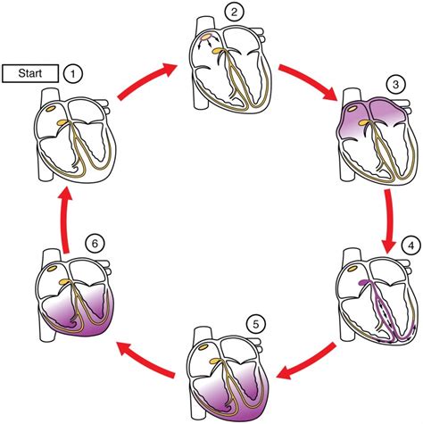 Cardiac Muscle And Electrical Activity Anatomy And Physiology Ii