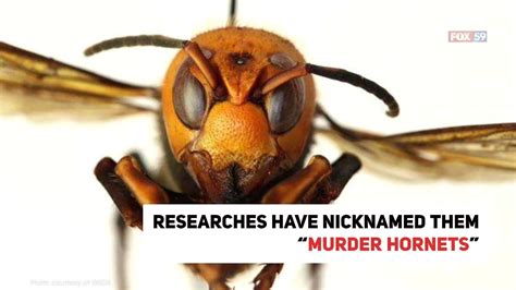 Invasive Murder Hornets Spotted In U S For First Time Just When You Thought 2020 Could Not