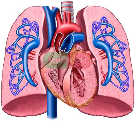 Anatomy Of The Heart And Lungs With Pulmonary Artery Circulation