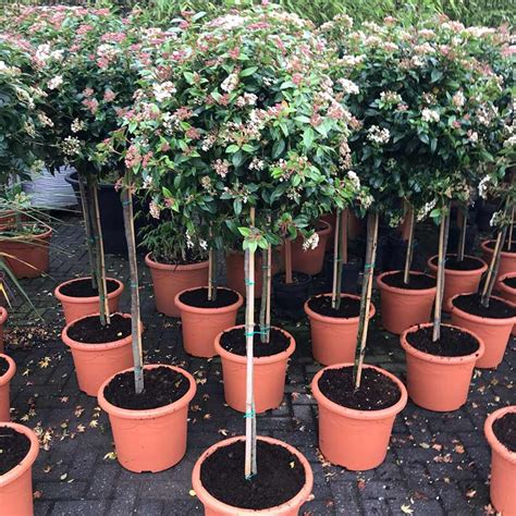 First Impressions Topiary Box Trees And Specimen Plants York Yorkshire