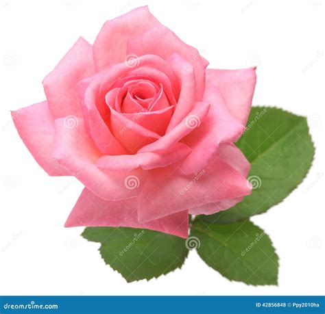Pink Rose With Leaves Stock Photo Image Of T Leaf 42856848
