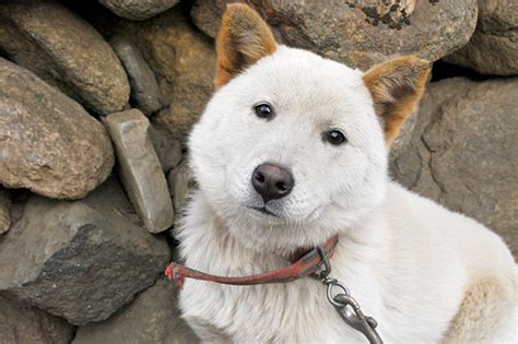 Dogs are some of the most beloved pets for us to have around. Korean Jindo - Information, Photos, Characteristics, Names