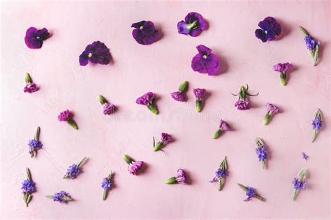 Purple Edible Flowers Stock Photo Image Of Mixed Edibles 116810046
