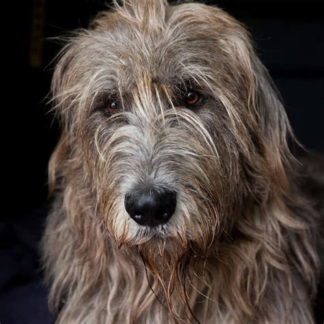 58 Best Irish Wolfhounds Images On Pinterest Irish