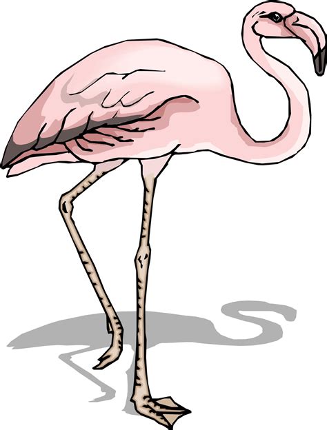 Flamingo Cartoon Clipart Best