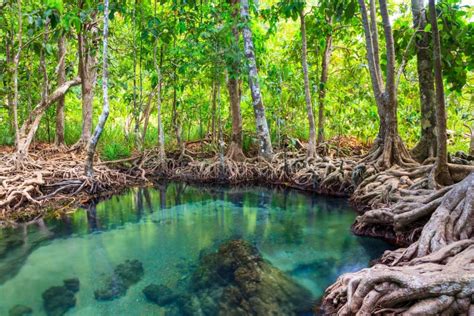 Tha Pom The Mangrove Forest In Krabi Thailand Stock Image Image Of