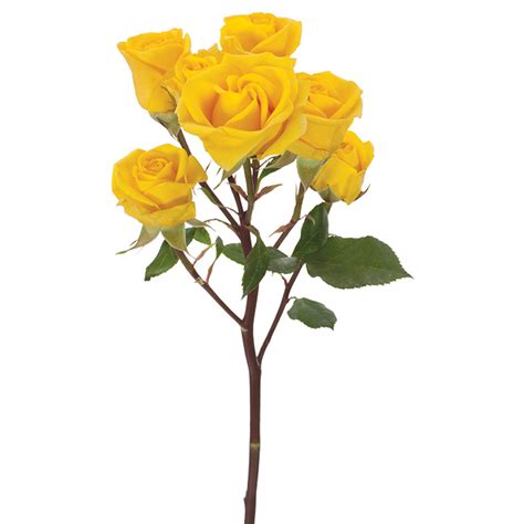 Roses Spray Yellow Somerset Dvflora®