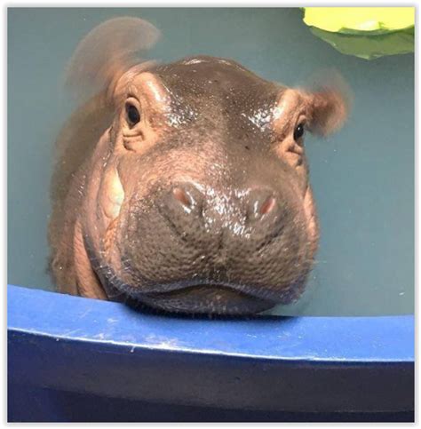 Cincinnati Zoo Baby Hippo Hippopotamus Animals Twitter Happy Life