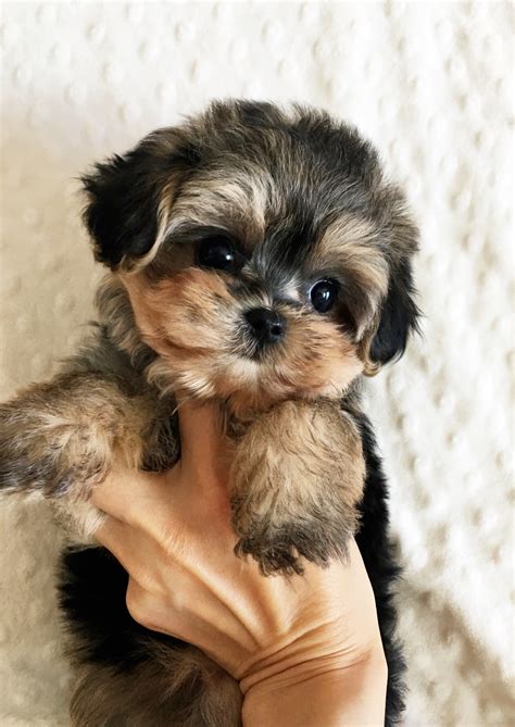 Teacup Morkie Puppy Female! | iHeartTeacups