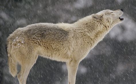 animals, Howling, Wolf, Timber, Wolf Wallpapers HD / Desktop and Mobile ...