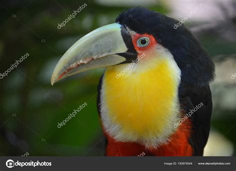 Toco Toucan Parque Das Aves Iguazu Falls Brazil Stock Photo By