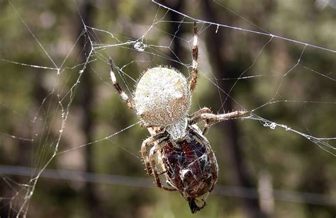 Garden Orb Weaving Spider Ausemade