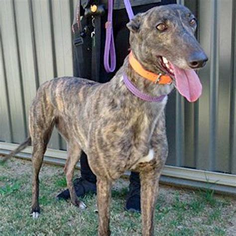 With over 2000 completed adoptions being a testament to the success of our processes. Racing and Wagering Western Australia | Greyhounds as Pets