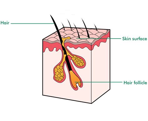 A skin tag is a small benign growth of skin that projects from the surrounding skin. Cancer treatments and hair loss - Information and support ...