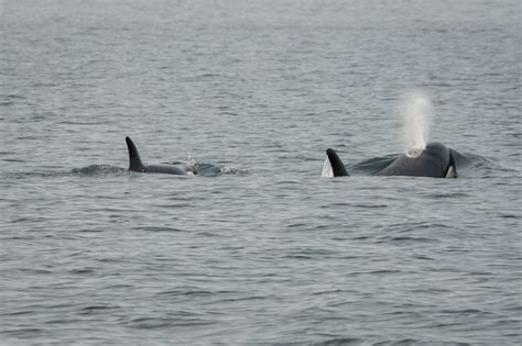 Whats Killing Killer Whales Orca Report Covering A Decade Of