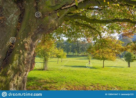 Foliage In A Blue Sky In Autumn Colors In Sunlight At Fall Stock Image