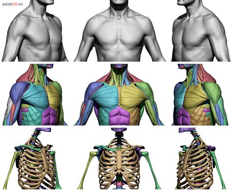 Male Body Reference Anatomy 360