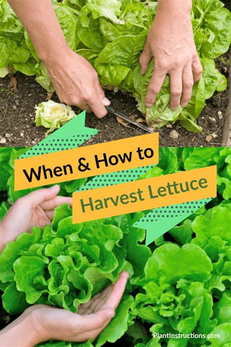 When To Harvest Lettuce And How To Do It Correctly Plant Instructions