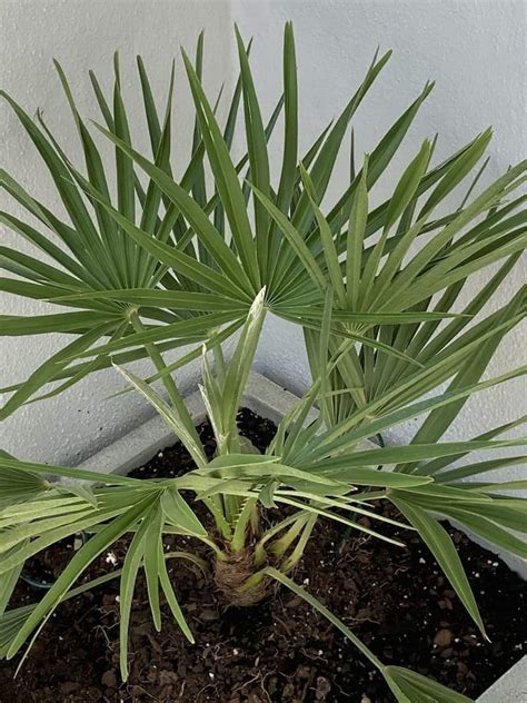 Growing Mexican Fan Palm Trees Cumbers Corner