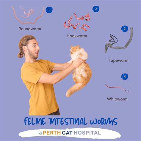 Intestinal Parasites Perth Cat Hospital