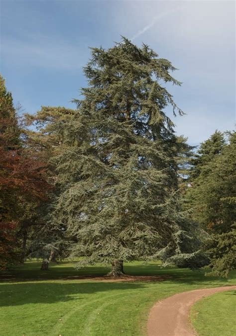 10 Different Types Of Cedar Trees With Pictures Ident Vrogue Co