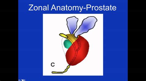 The easiest way to access the prostate is by way of an index finger carefully inserted into the rectum. YT Prostate Zonal Anatomy.mp4 - YouTube