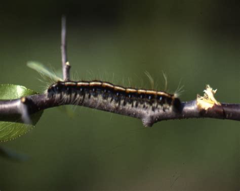 Eastern Tent Caterpillar Extension Entomology