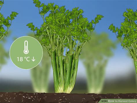 How To Harvest Celery 12 Steps With Pictures Wikihow