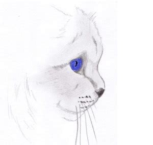 Image de Chat Dessin De Chat Sacre De Birmanie