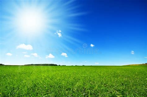 Fresh Green Grass With Bright Blue Sky Stock Photo Image Of Farming
