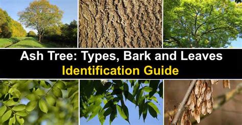 How To Identify Trees In Texas 6 Best Trees To Plant In Houston