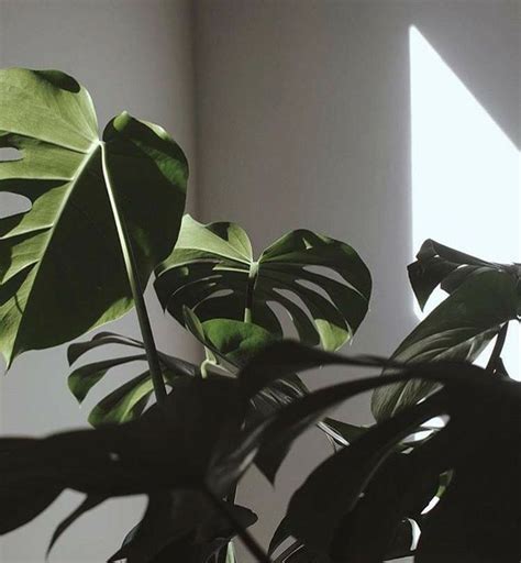 𝐀𝐌𝐎𝐑 on Twitter Plant aesthetic Plant wallpaper Plants