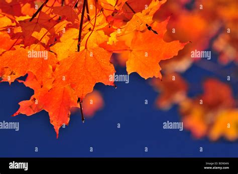 Red Fall Maple Tree Leaves On Blue Sky Background Stock Photo Alamy