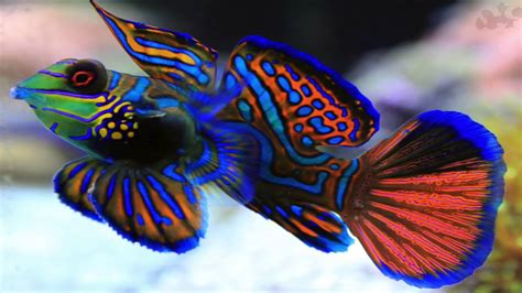 Mandarin Goby Saltwater Aquarium Fish Are Hard To Keep Reef Radio