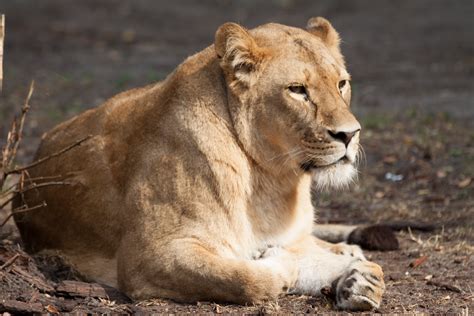 Images Gratuites Herbe Animal Faune Zoo Afrique Mammifère Lion